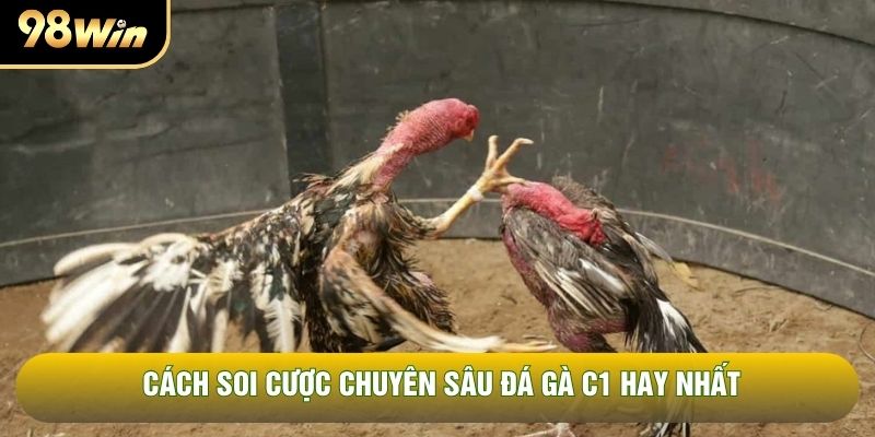 Cách soi cược chuyên sâu đá gà C1 hay nhất Cách soi cược chuyên sâu đá gà C1 hay nhất