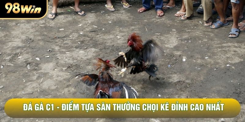 Đá Gà C1 - Điểm Tựa Săn Thưởng Chọi Kê Đỉnh Cao Nhất