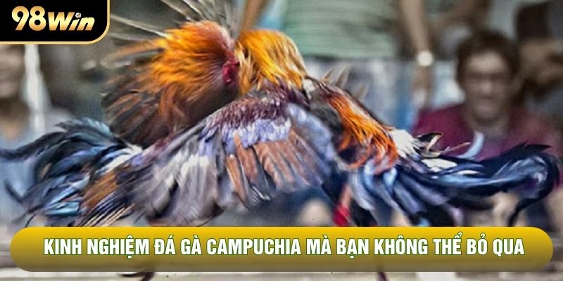 Kinh nghiệm đá gà Campuchia mà bạn không thể bỏ qua Kinh nghiệm đá gà Campuchia mà bạn không thể bỏ qua
